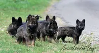 Altdeutsche Schäferhunde Elevage Bergers Allemands Poils Longs Gers-occitanie