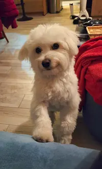 Fanfan Toilettage