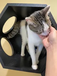 La Pension Féline du Chat Pitre