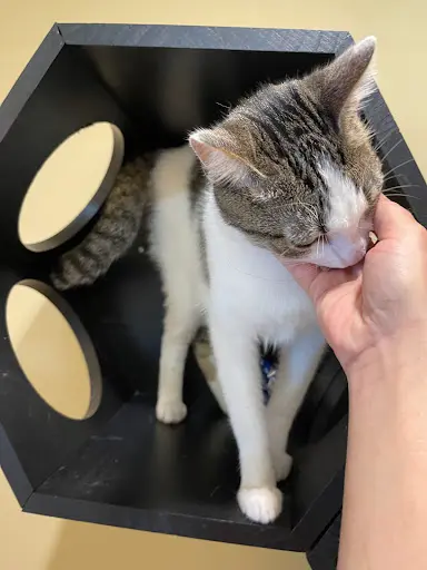 La Pension Féline du Chat Pitre