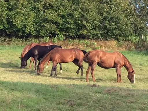 Burgundy Paint Horses