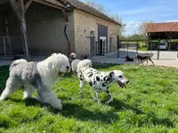 Pension Chiens et Chats Boul Sdog