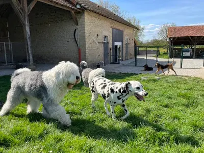 Pension Chiens et Chats Boul Sdog