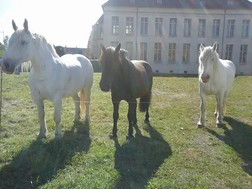 Equus Loisirs