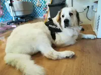 Fier d'Etre Chien