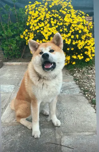 Akita Inu et Teckels des Trésors de Matagi