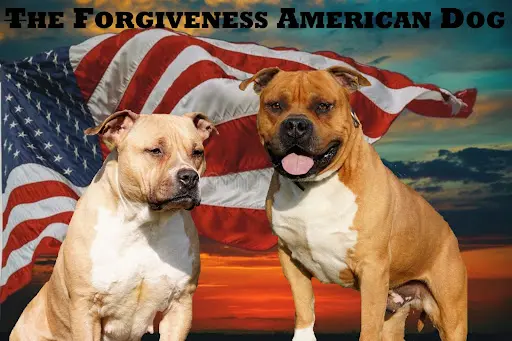 The Forgiveness American Dog Éleveur de Staff Americain/ Staffie Bleu et Marron/ Bulldog Continental/beagle et Pension Canine