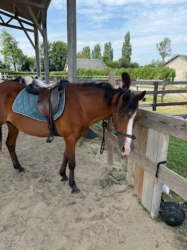 Le Domaine de Capucine en Normandie Entre Deauville et Cabourg. Pension Pour Chevaux, Centre Équestre et Ferme Pédagogique.