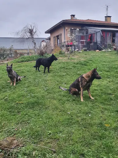 Appameene Education Canine Didier Mellet