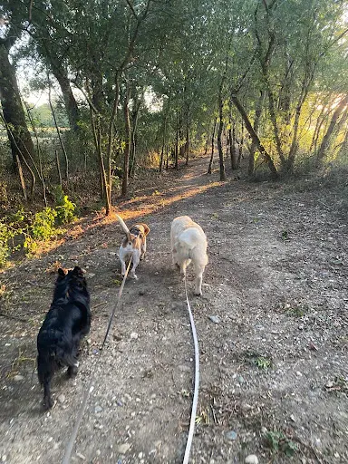 June Petsitting