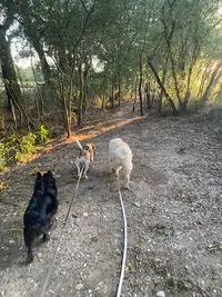 June Petsitting