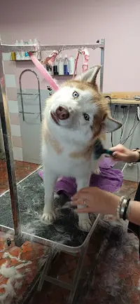 Jessica T Dog