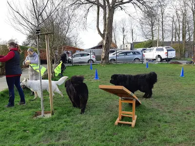 Dog Educ : Cours Individuels , Sociabilité, Obéissance, Randonnées Collectives
