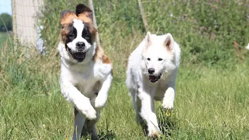 Pension Canine le Lagon d'Ambre