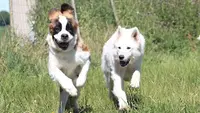 Pension Canine le Lagon d'Ambre
