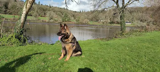 Canidae