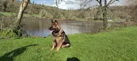 Canidae