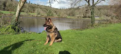 Canidae