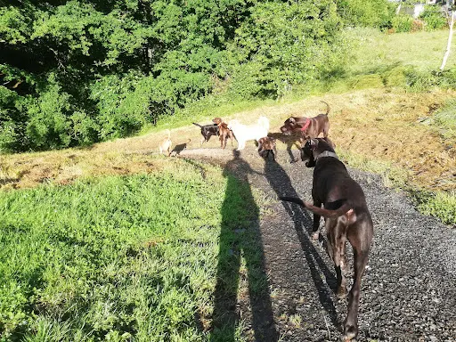 Un Air de Chien - Educateur Canin - Comportementaliste en Mayenne