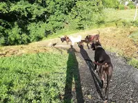 Un Air de Chien - Educateur Canin - Comportementaliste en Mayenne