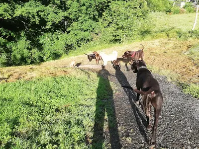Un Air de Chien - Educateur Canin - Comportementaliste en Mayenne