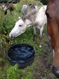 Cheval de la Lande