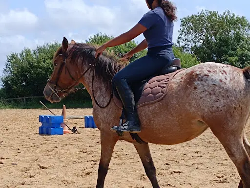 Élevage les Crins de l'Auzance