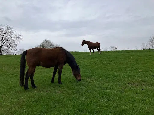 Ferme Equestre