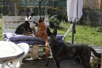 Oxali Pôle Canin