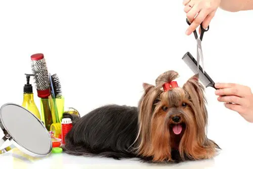Cani Coiff, Salon de Toilettage Canin