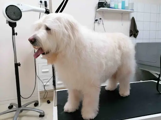Animo d'Toilettage Chiens et Chats