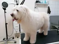 Animo d'Toilettage Chiens et Chats