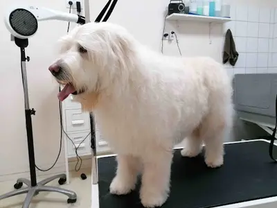 Animo d'Toilettage Chiens et Chats