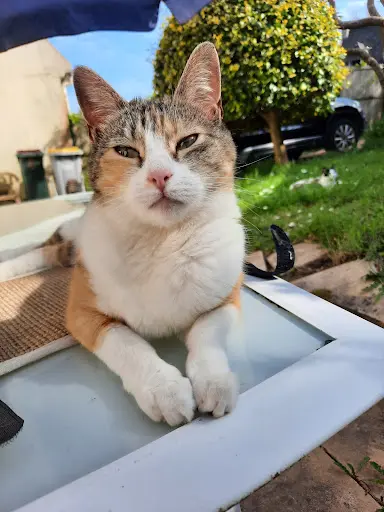Association les Chats du Coeur Brestois