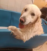 Au Plaisir du Chien