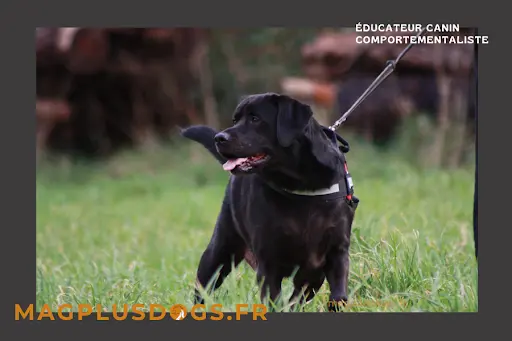 Magplusdogs-educateur Canin, Comportementaliste, Cynologiste, Finistère Nord