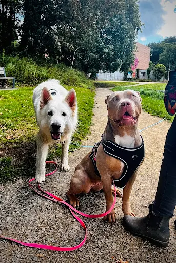 Mel Dog Campus - Éducateur Canin - Brest & Finistère Nord