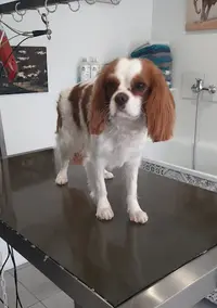 Salon Pascal