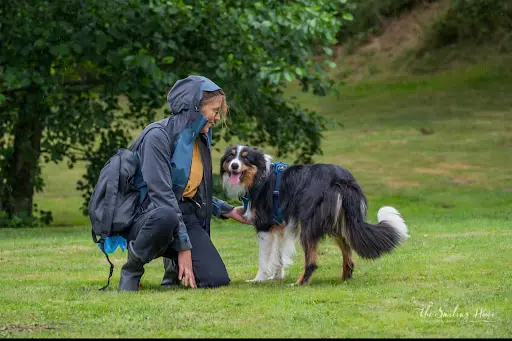 Educateur Canin Cosy Dog, Comportementaliste, Mantrailing