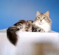Élevage de Chats Sibériens d'Arabault