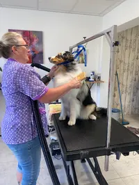 Sonia Toilettage Chiens et Chats