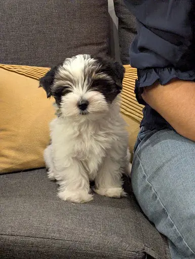 Élevage Biew Majesty Biewer Terrier et Yorkshire Choco Berry