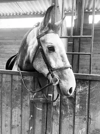 Brette Equitation