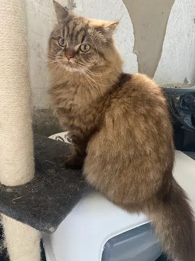Chatterie du Château Vieux