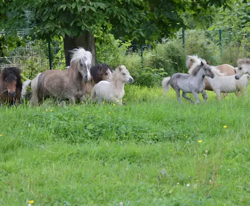 Sorga Miniature Horses