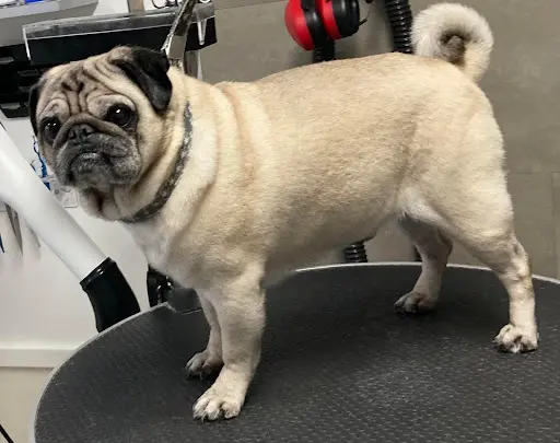 Salon de Toilettage Zenitude Felicanine