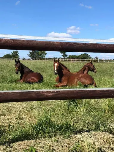 Haras de Bréval