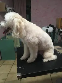 Barbier Canin