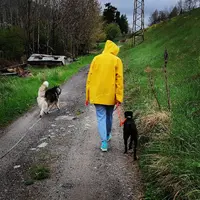 Dog S School