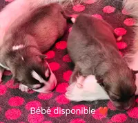 Pomsky Élevage Sheiny Basse-normandie